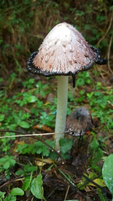 burnuk-koyu-sirinyazi-goleti-8