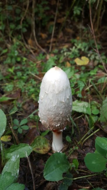 burnuk-koyu-sirinyazi-goleti-9